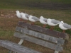 Westshore Seagulls Napier