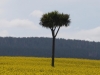 Cabbage Tree in Yellowfields